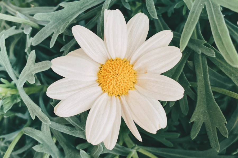 miracle of a white daisy with green leaves