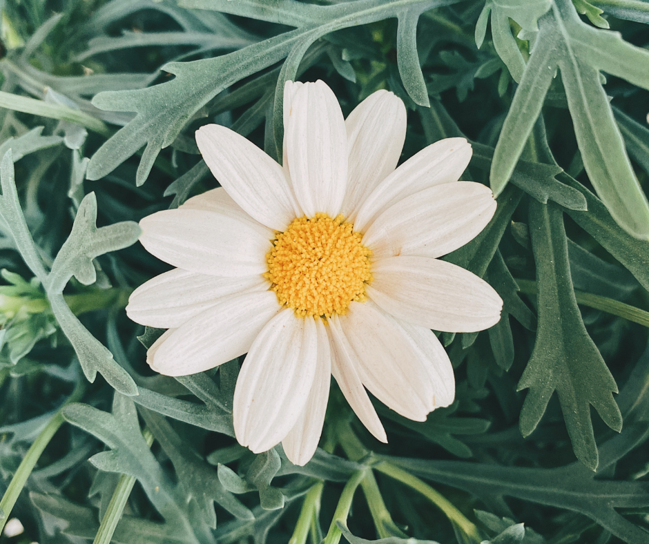 miracle of a white daisy with green leaves