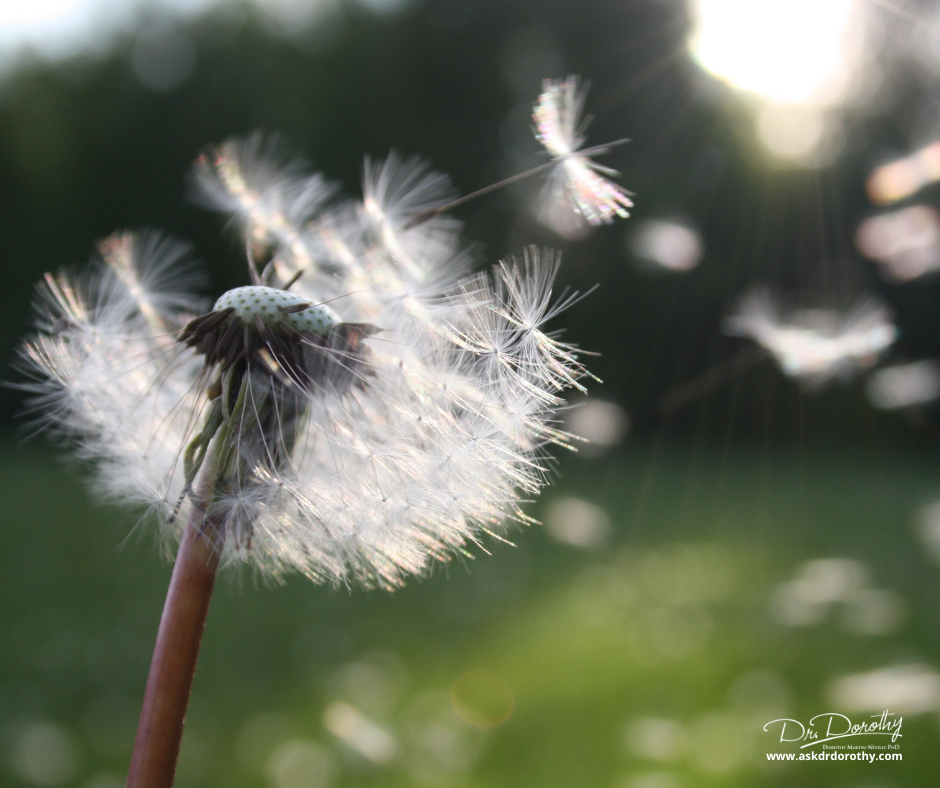 dandelion letting go of seedlings