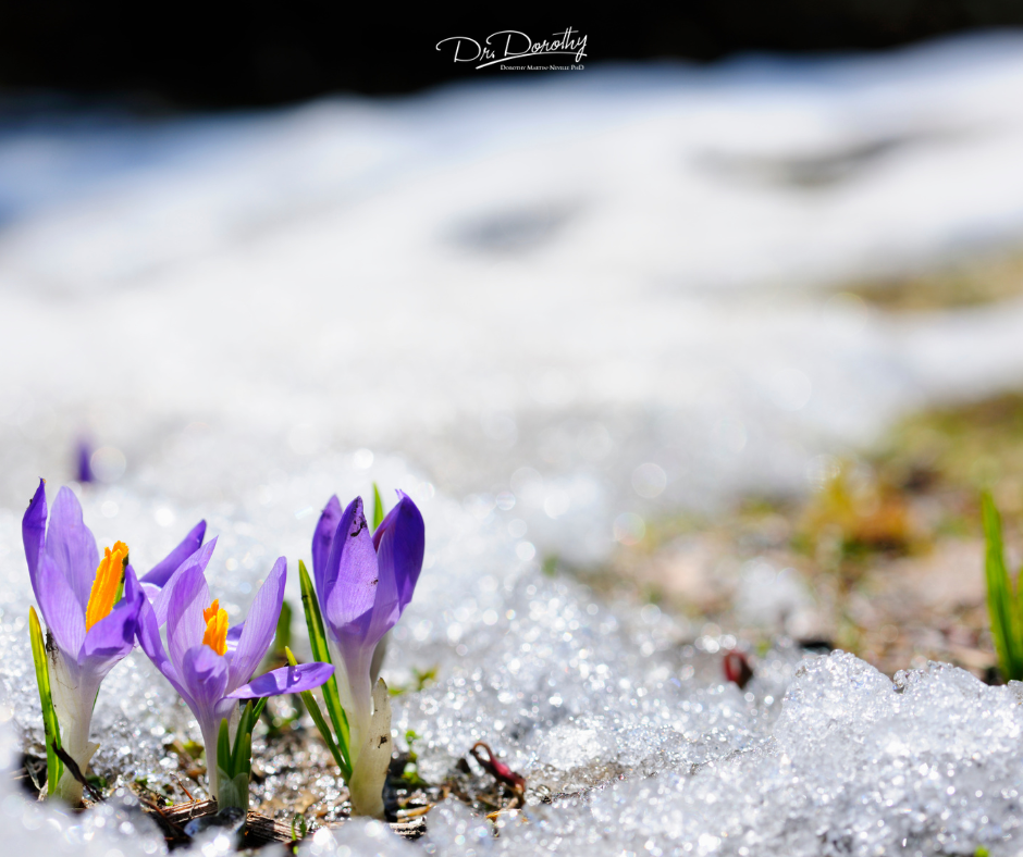 flowers in the snow