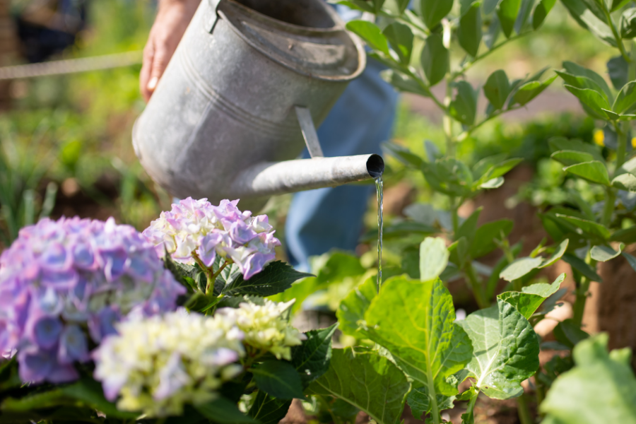 woman watering her plants