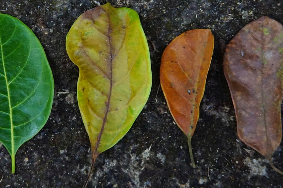 life cycle phases of a leaf