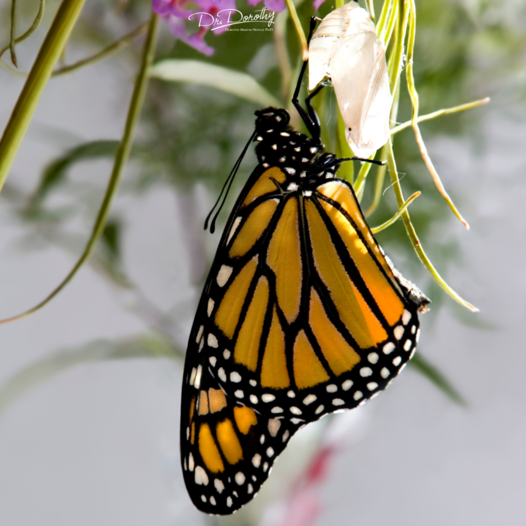 butterfly immerging from cocoon as a leader transitions through different stages