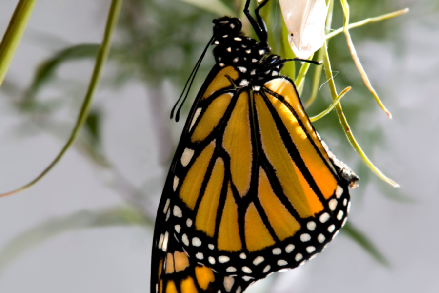butterfly immerging from cocoon as a leader transitions through different stages