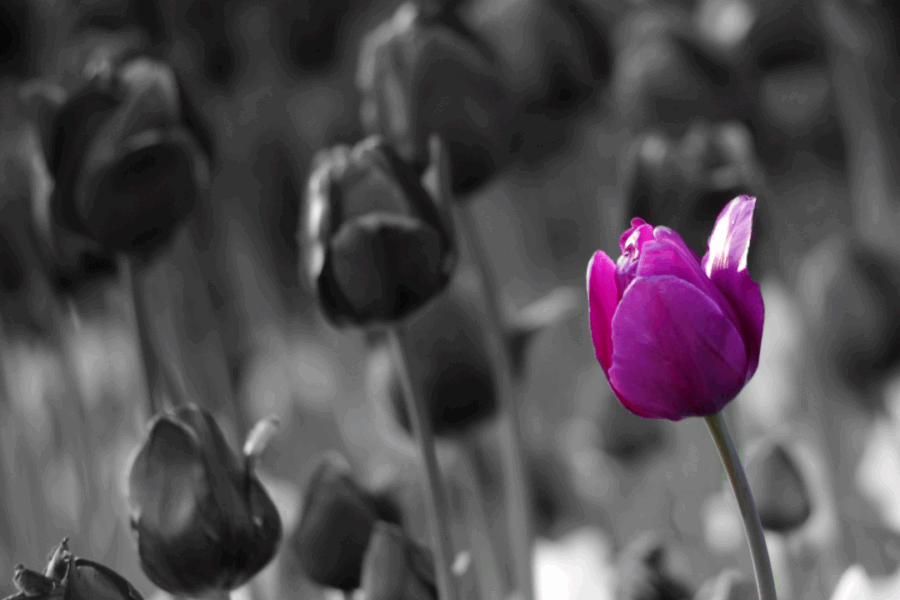 A purple tulip along in a crowd of black tulips